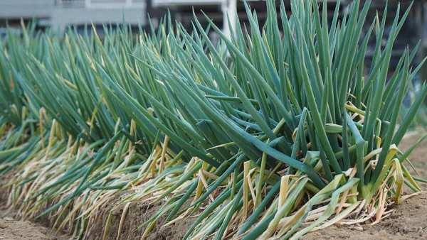 Rows of Japanese bunching onions growing in a field