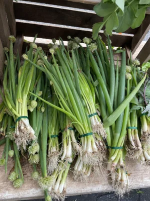 Bunches of fresh scallions displayed at a market