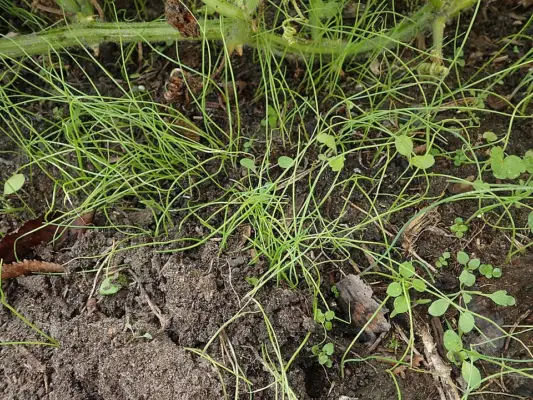 Young Allium fistulosum seedlings growing in an allotment bed