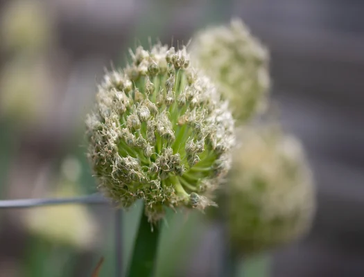 A rounded Allium fistulosum flower head