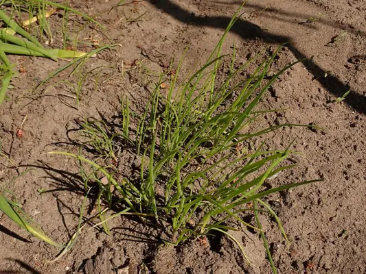 A small group of Allium fistulosum seedlings in garden soil