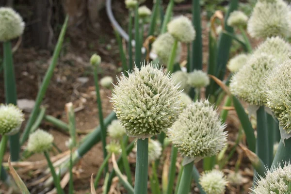 White flower heads above mature Allium fistulosum leaves