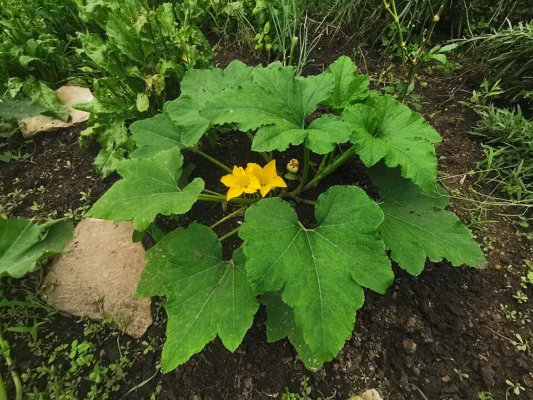 A leafy patty-pan squash plant with yellow flowers