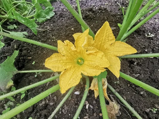 An open yellow flower on a patty-pan squash plant