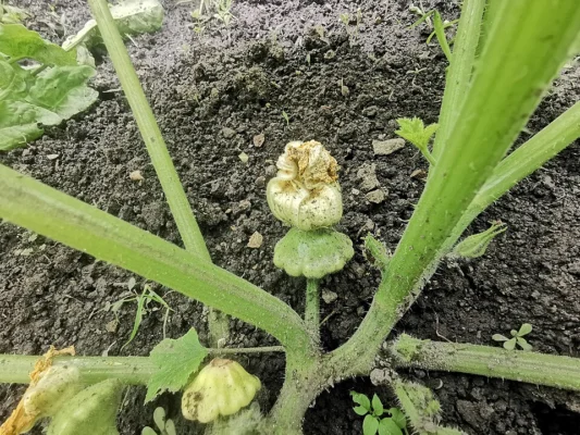 A developing pale scalloped patty-pan fruit beneath the plant leaves