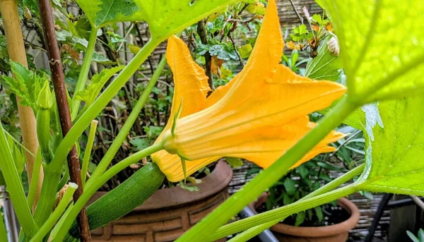 Male and female courgette flowers with the female fruit base visible