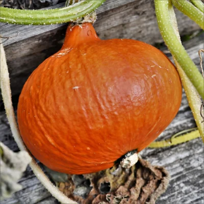 An orange Uchiki Kuri squash attached to its vine at RHS Rosemoor