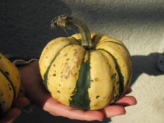 A small cream-and-green striped Sweet Dumpling squash resting on an open hand