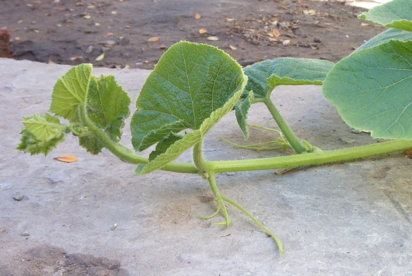 A winter-squash vine tip with leaves, a tendril and a developing flower bud