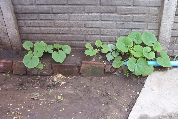 Young winter-squash plants growing beside a wall