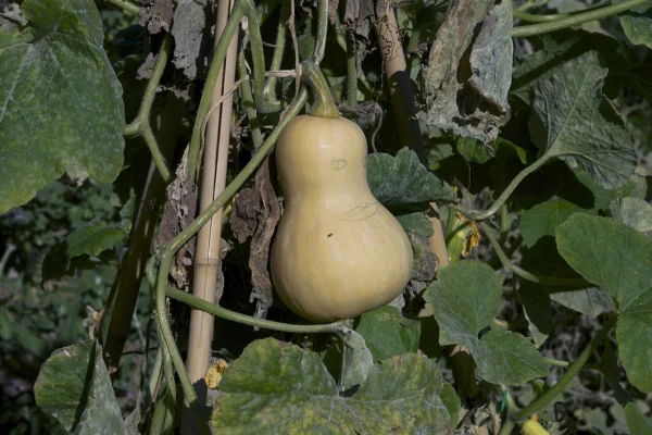 A butternut squash hanging among foliage in a garden display