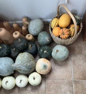 A varied harvest of winter squash in different shapes and colours