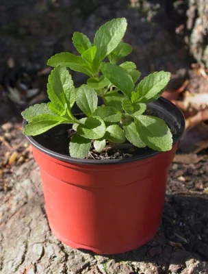 A young stevia plant with toothed green leaves in a red nursery pot