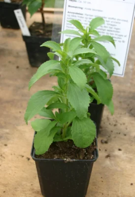 A labelled stevia plant in a square pot, photographed under glass in Denmark