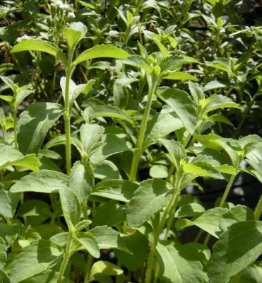 Leafy green stevia stems with pairs of pointed leaves