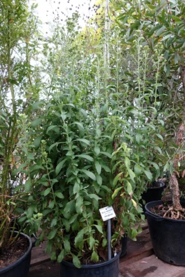 A tall potted stevia specimen under glass at Dresden botanical garden