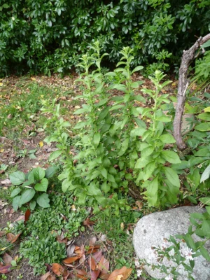 An established stevia plant growing beside rocks in a sheltered garden in France