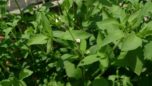 Dense stevia foliage with a few small white flower clusters