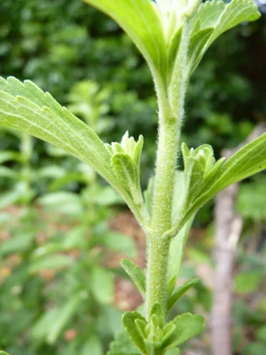 Close view of paired stevia leaves and side buds at the stem joints
