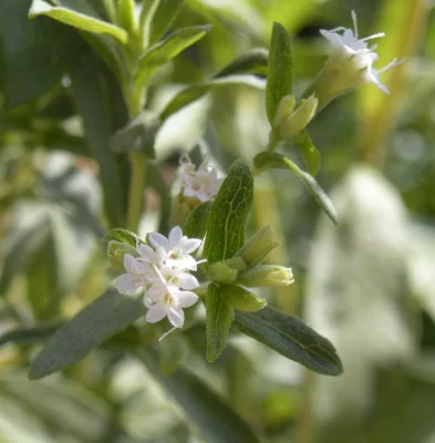 Small white stevia flower clusters among green leaves