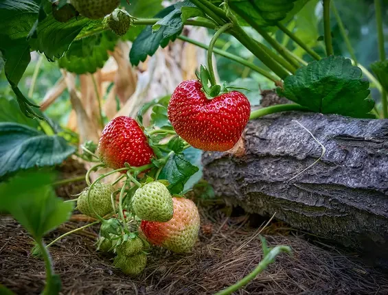Ripe and unripe strawberries growing beneath green leaves