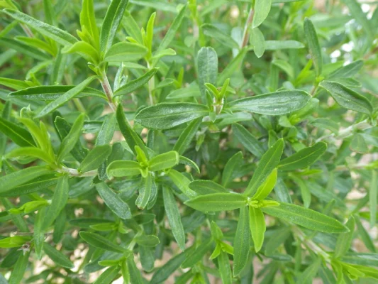 Narrow green leaves on a summer savory plant
