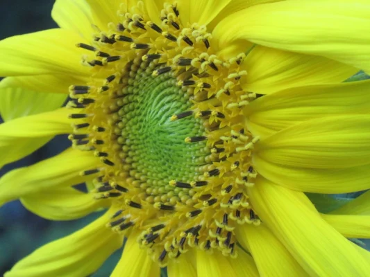 Close view of the yellow florets of a Mammoth Russian sunflower