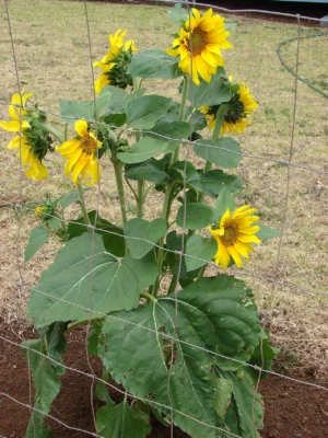 A branching annual sunflower with several yellow flower heads beside a garden fence