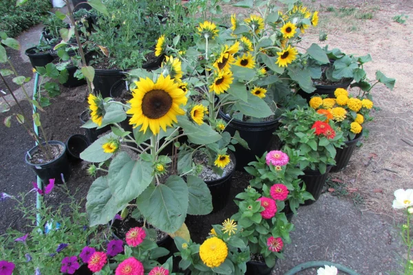 Flowering Orange Hobbit dwarf sunflowers in pots among other garden flowers