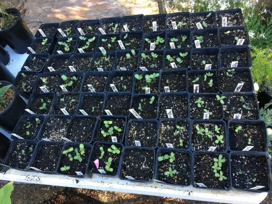 Young sunflower seedlings growing in rows of individual nursery pots