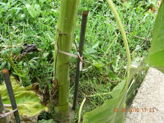 A thick sunflower stem tied beside an upright metal support