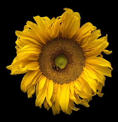 A bumblebee visiting the central florets of an open yellow sunflower head