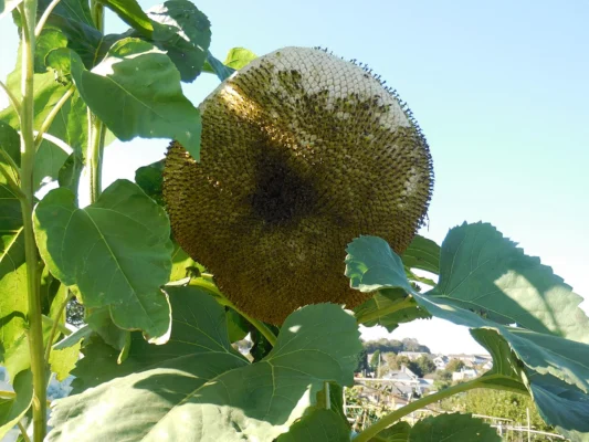 A ripening sunflower seed head with faded petals in an outdoor garden