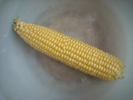 An Earlibird sweetcorn cob with its husk removed
