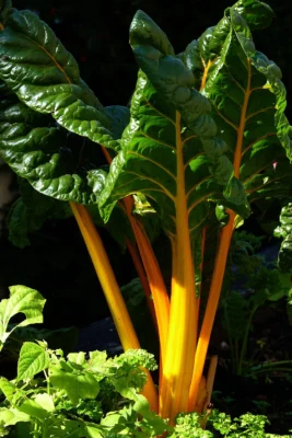 Yellow stalked Swiss chard shown as a related leaf beet comparison