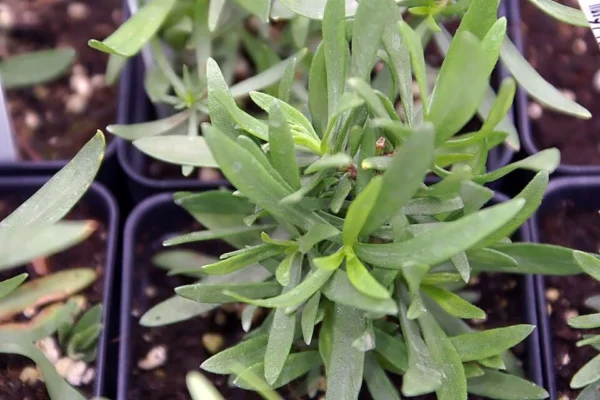 Young French tarragon leaves in a nursery pot