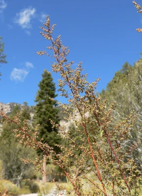 Tall branched tarragon stems with brownish flowerheads against the sky