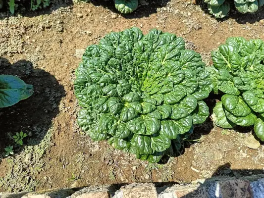 A rounded dark-green tatsoi rosette growing in a vegetable bed