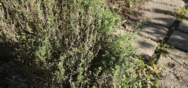 Common thyme growing in an herb garden