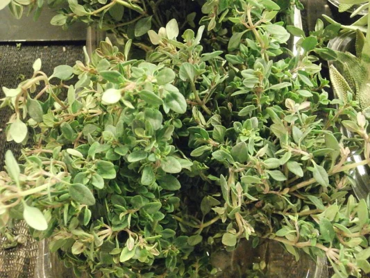 Lemon thyme foliage