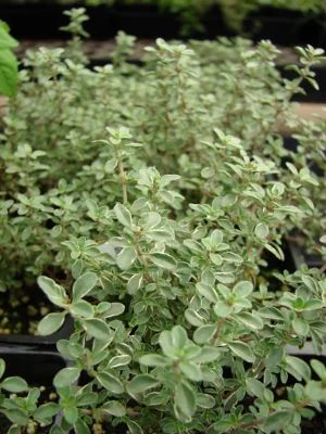 Variegated lemon thyme labelled Argenteus