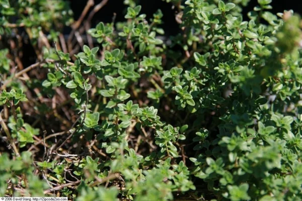 Thyme identified as Doone Valley