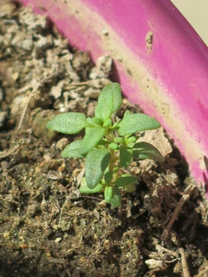A young thyme seedling in a pot