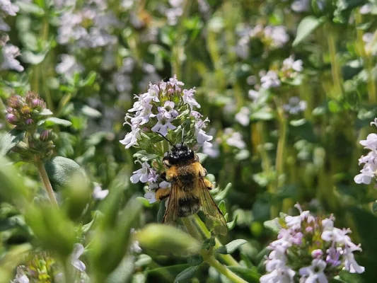 A bee visiting thyme flowers