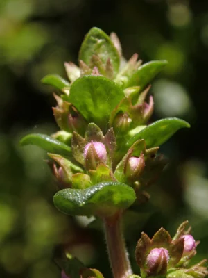 Common thyme leaves and pink flower buds