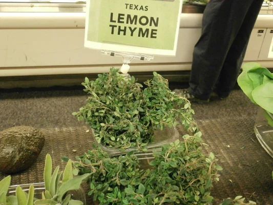 Potted lemon thyme plants for sale