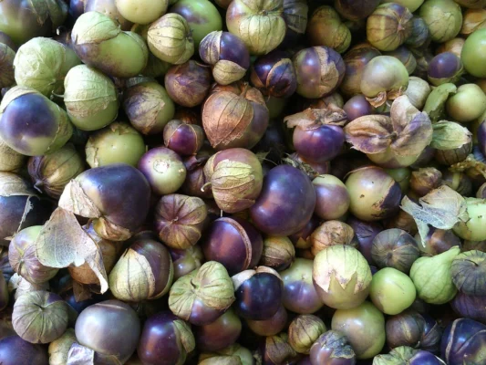 A harvest of purple and green tomatillos with partly opened husks