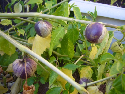 Purple tomatillos developing in husks on a leafy plant