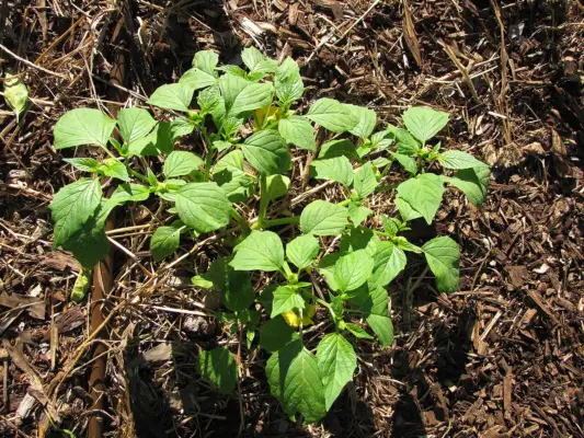 A young branching tomatillo plant growing in mulched soil
