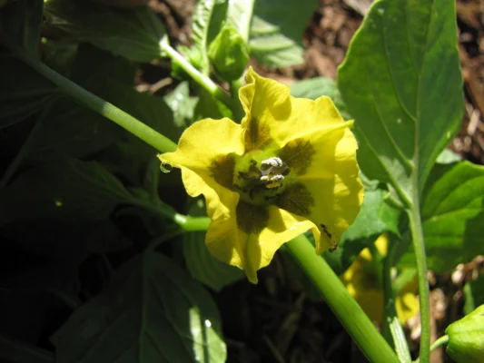 A yellow tomatillo flower with dark patches at its centre